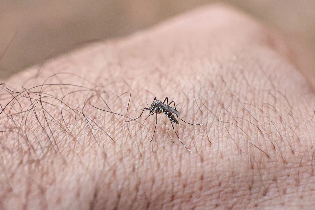 Agente de saúde vistoria quintal em busca de focos do mosquito Aedes aegypti