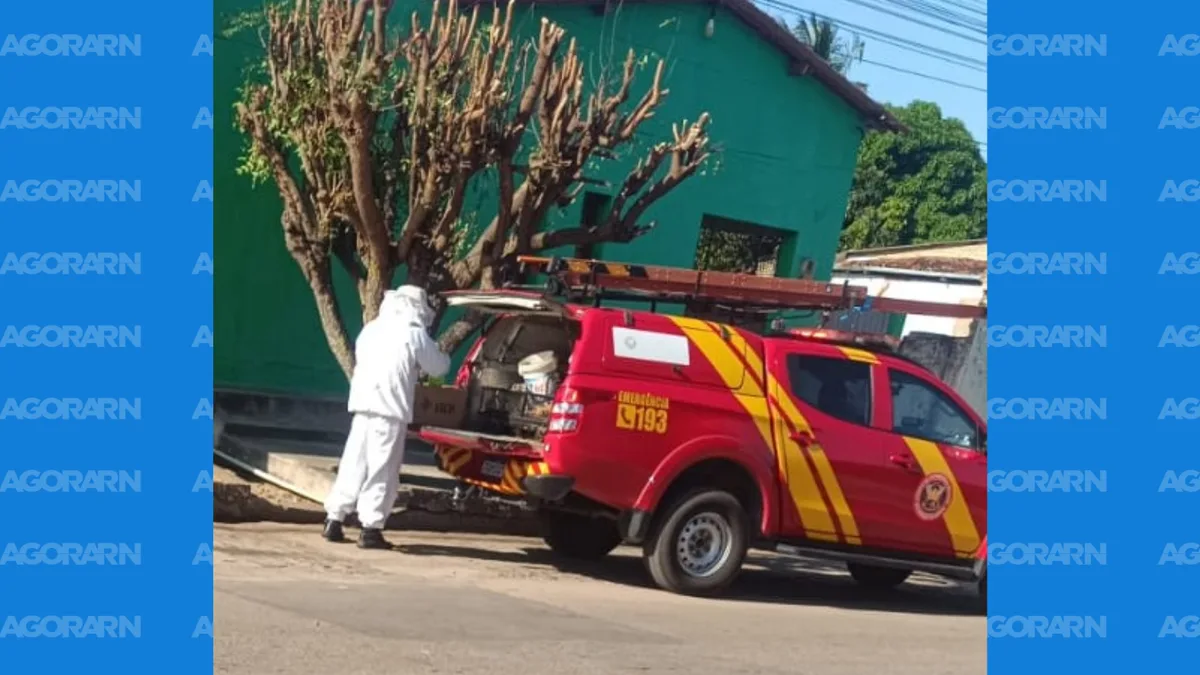 Enxame de abelhas reunido em galho de árvore em área urbana