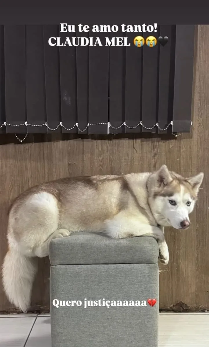 Cachorra de circo morre no Oeste e tutor denuncia crueldade em Baraúna