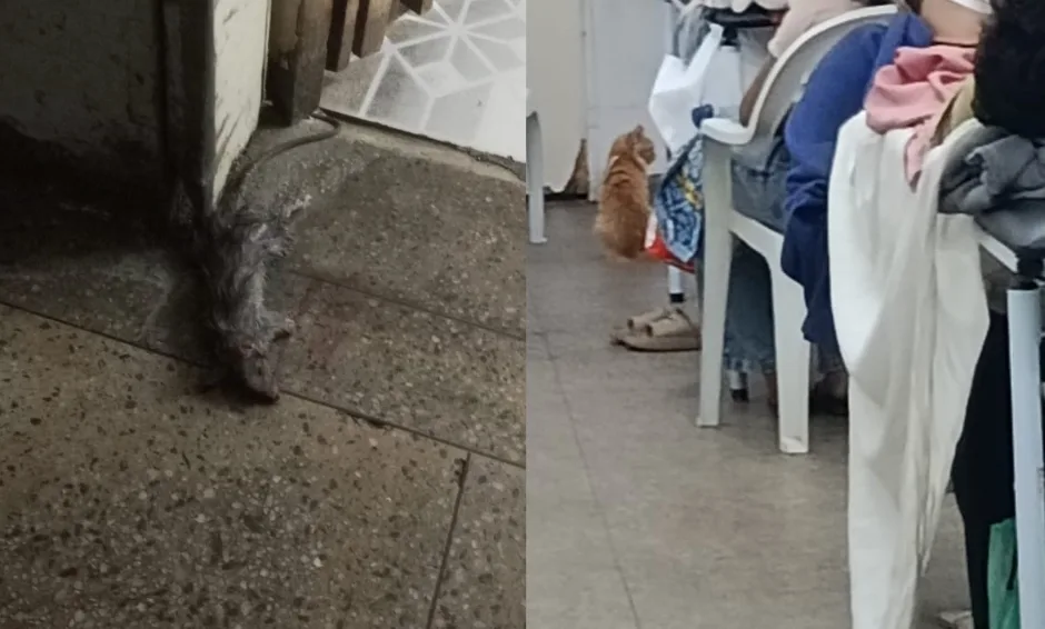Hospital Tarcísio Maia é alvo de denúncia sobre ratos e lotação em Mossoró