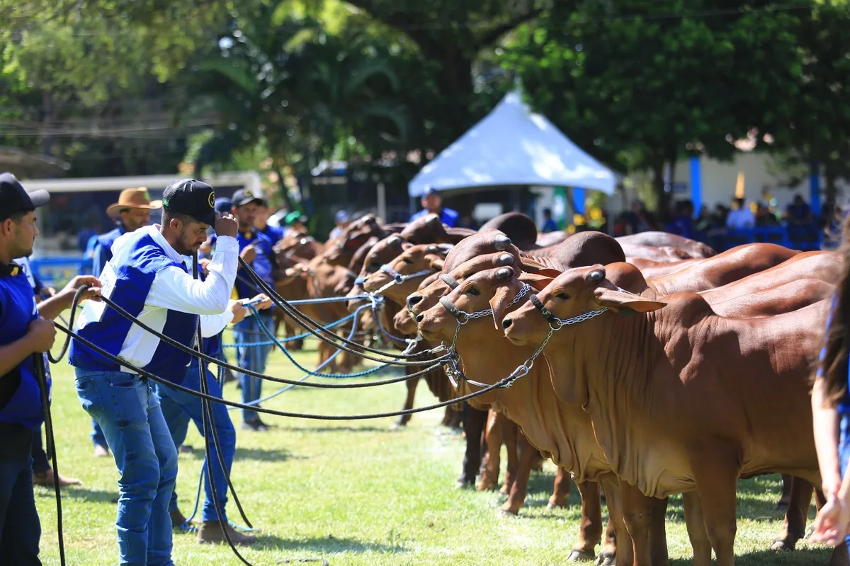 64ª Festa do Boi começa sexta em Parnamirim com shows grátis e força do agro