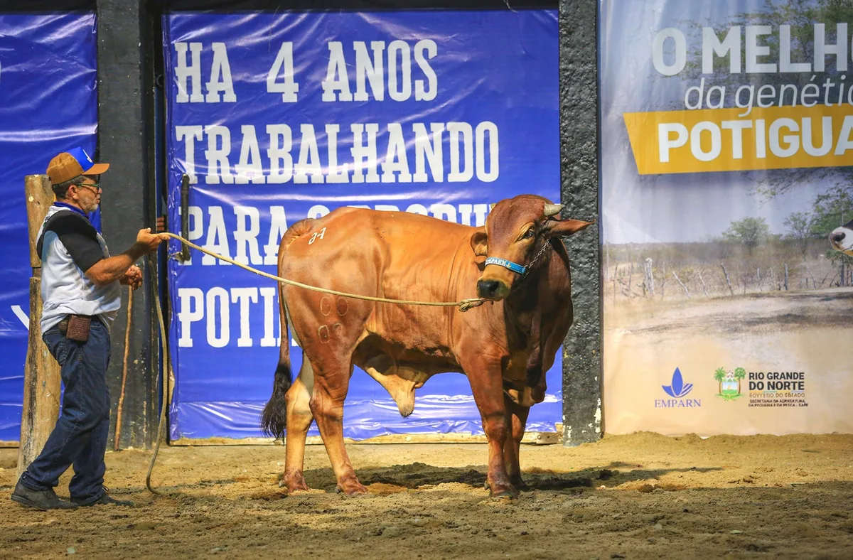 Festa do Boi 2026 concentra leilões e negócios em Parnamirim em outubro
