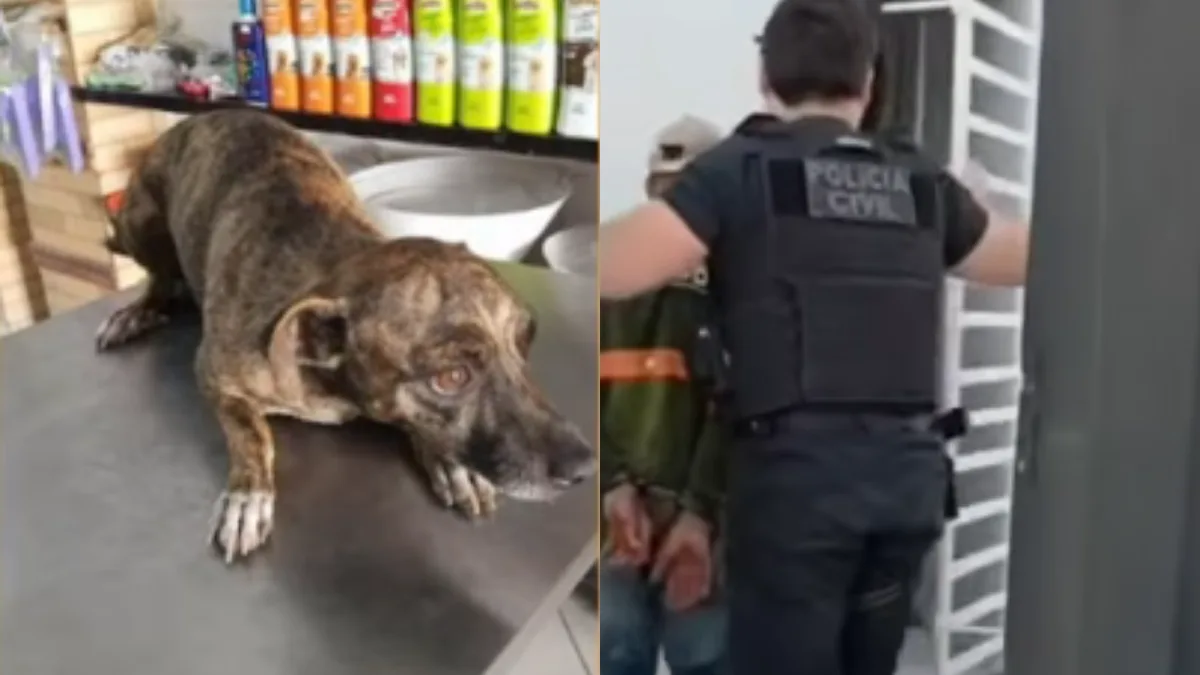 Homem de 60 anos é preso em Apodi após morte de animal no Oeste