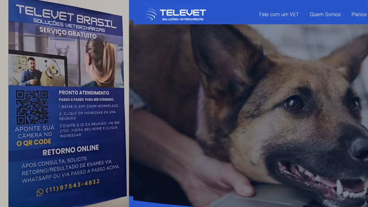 Tutor em Natal já pode fazer retorno do pet pelo celular sem sair de casa