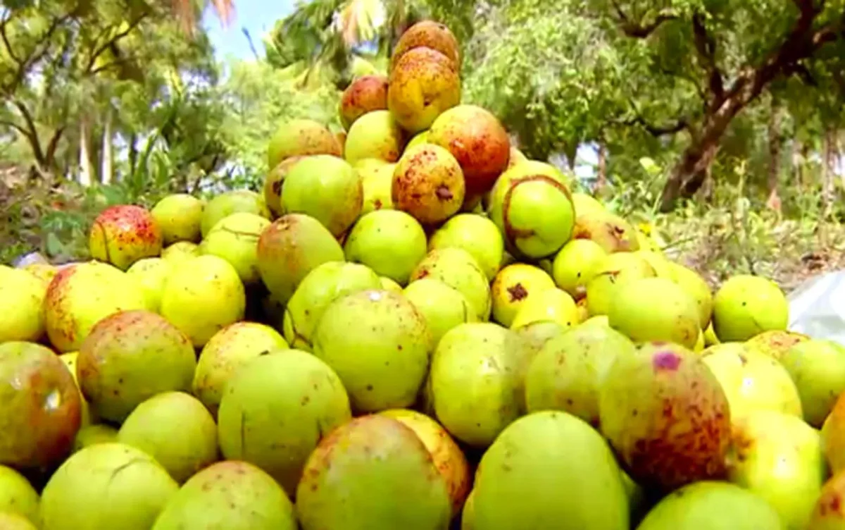 Umbu e mangaba puxam extrativismo e RN soma R$ 62 milhões em 2025