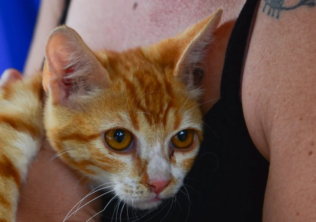 Mossoró monta 24 pontos e faz Dia D contra raiva animal neste sábado