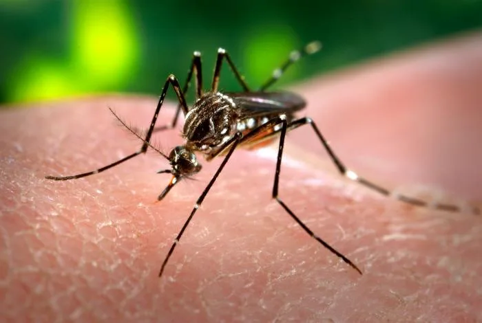 Mosquito Aedes aegypti, transmissor de dengue, zika e chikungunya