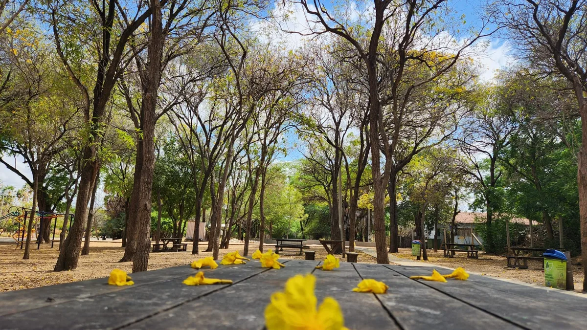 Parque Municipal de Mossoró reabre as portas após incêndios e libera agendamentos