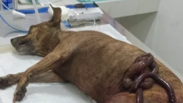 Homem de 60 anos é preso no Oeste após morte de cachorra comunitária em Apodi