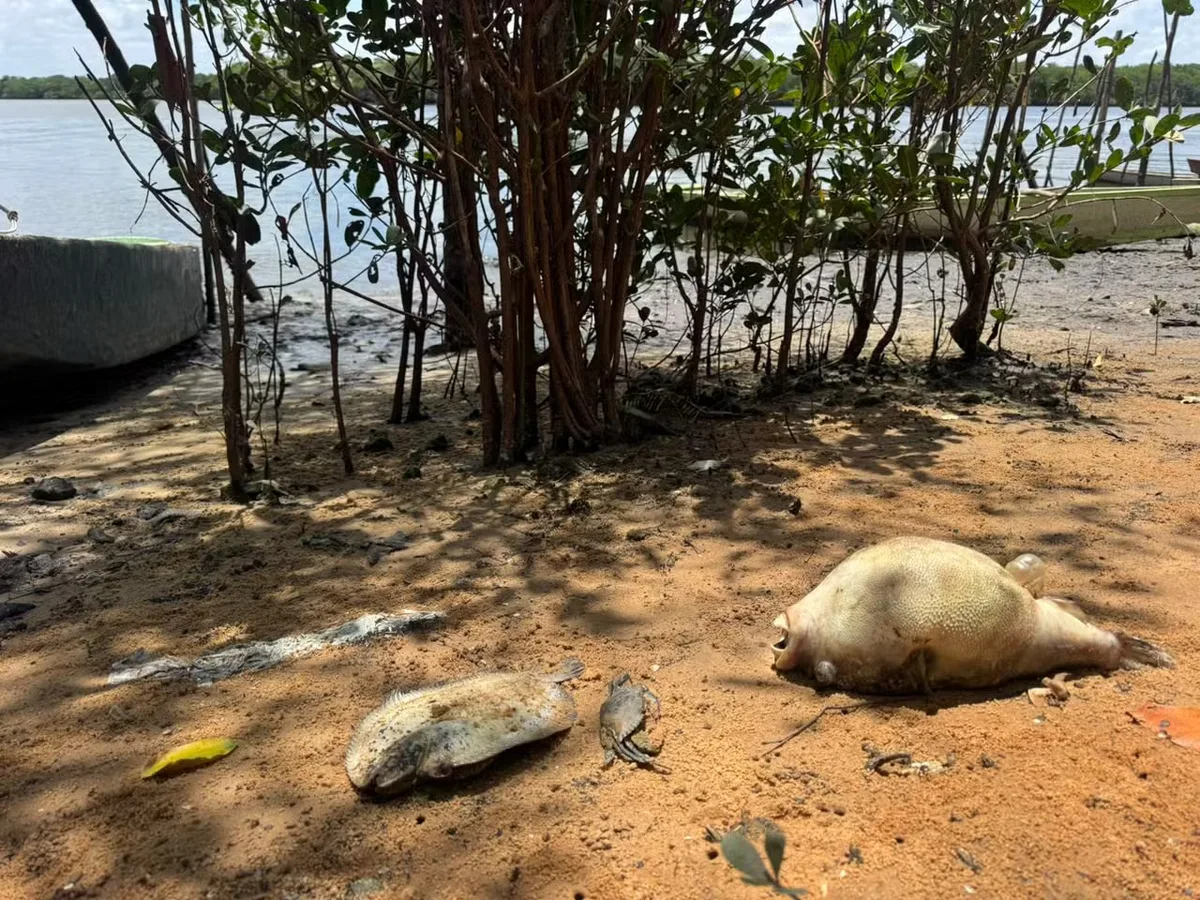 Peixes mortos no Potengi param pesca no Guarapes e órgãos apuram causas